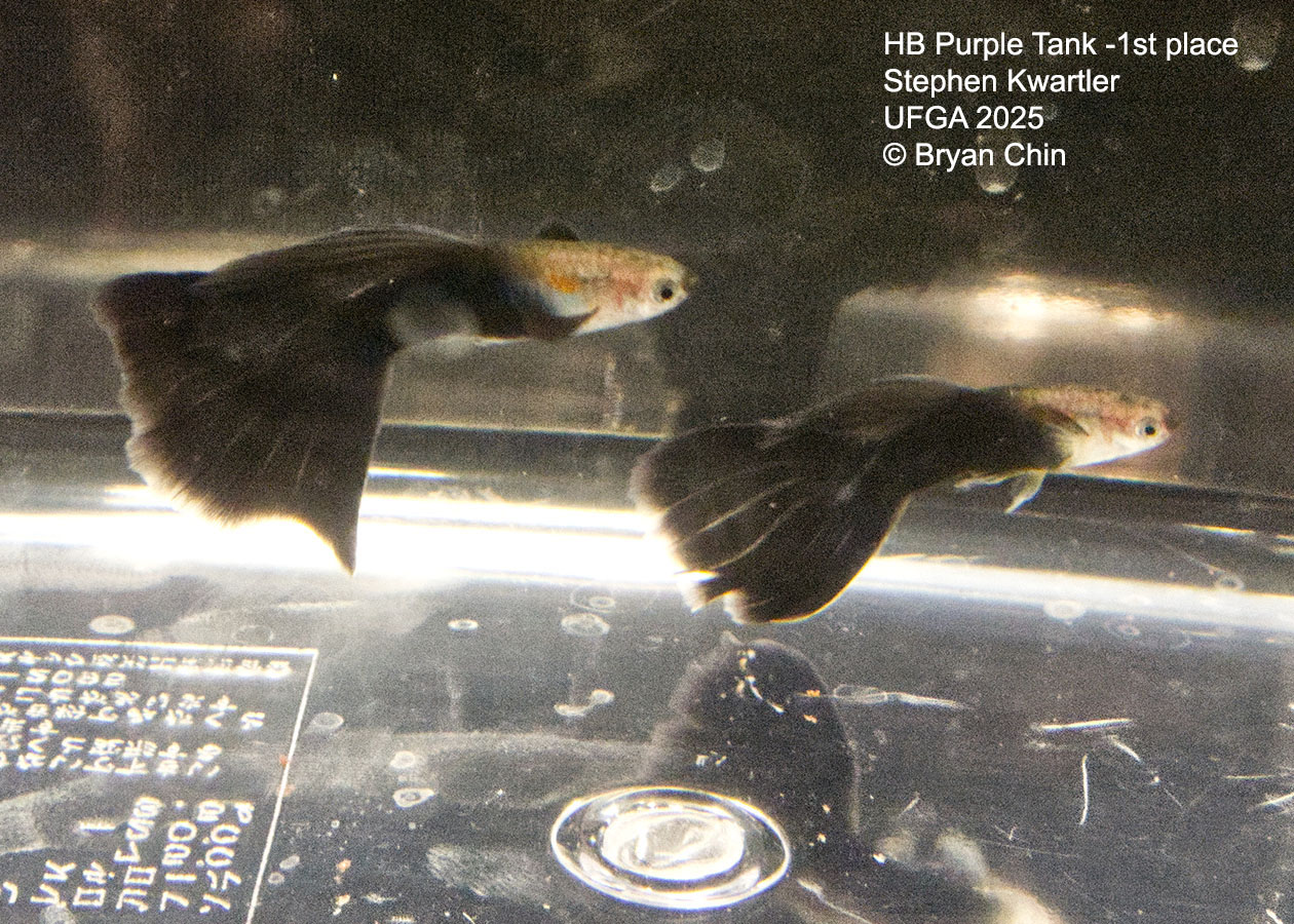 Guppy HB Purple